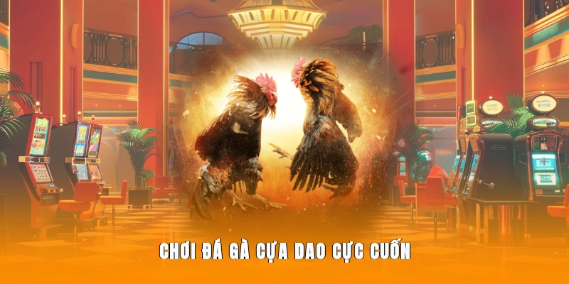 chọi gà cựa dao cực cuốn
